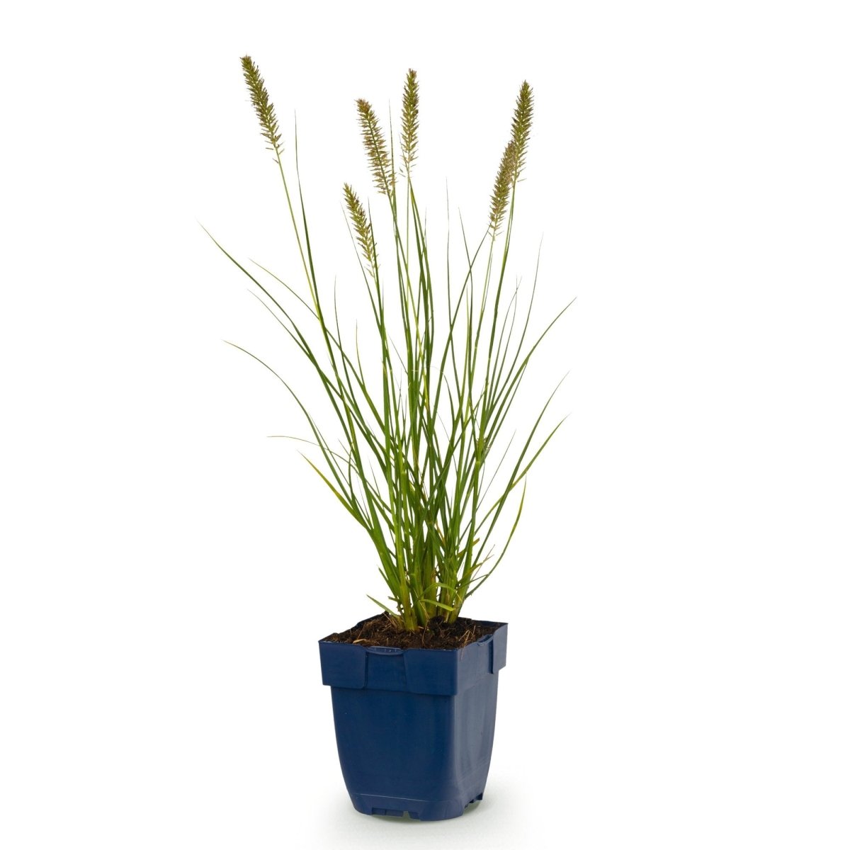 Pennisetum alop. Hameln - Lampenputzergras - 1 Pflanzen - Topf 11cm - Höhe 15-25cm - Wurzelwerk Design