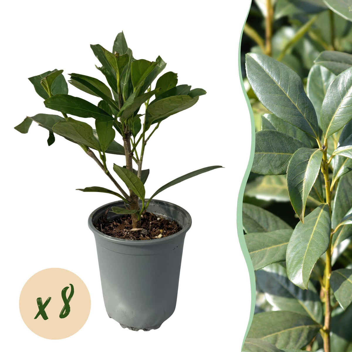 Heckenpflanzen Kirschlorbeer ‘Caucasica’ von Everspring, 8 Pflanzen, ca. 30-35 cm hoch, für 1 laufenden Meter Hecke.