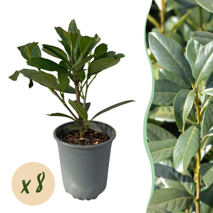 Heckenpflanzen Kirschlorbeer ‘Caucasica’ von Everspring, 8 Pflanzen, ca. 30-35 cm hoch, für 1 laufenden Meter Hecke.