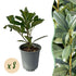Heckenpflanzen Kirschlorbeer ‘Caucasica’ von Everspring, 8 Pflanzen, ca. 30-35 cm hoch, für 1 laufenden Meter Hecke.