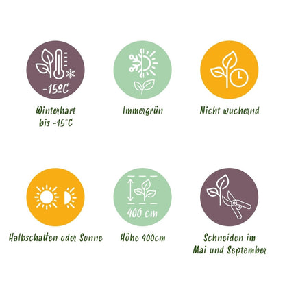 Ligustrum ovalifolium – 8 Pflanzen für 1 m Hecke | Immergrün &amp; schnittfest - Wurzelwerk Design