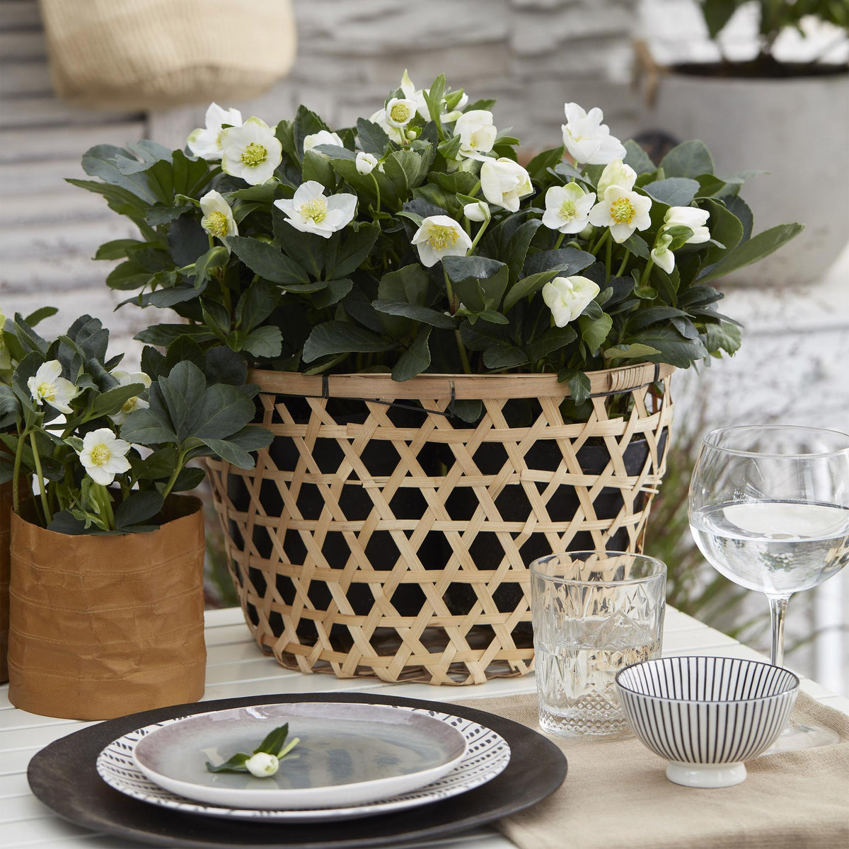 Christrose &
