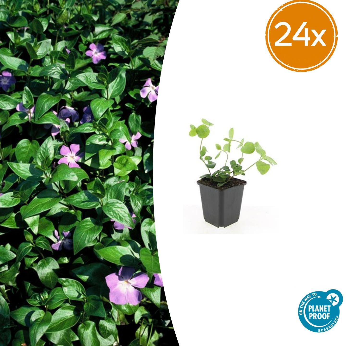 Vinca major – 24 Pflanzen Ø 9 cm – Großes Immergrün | Robuster, winterharter Bodendecker mit violett-blauen Blüten