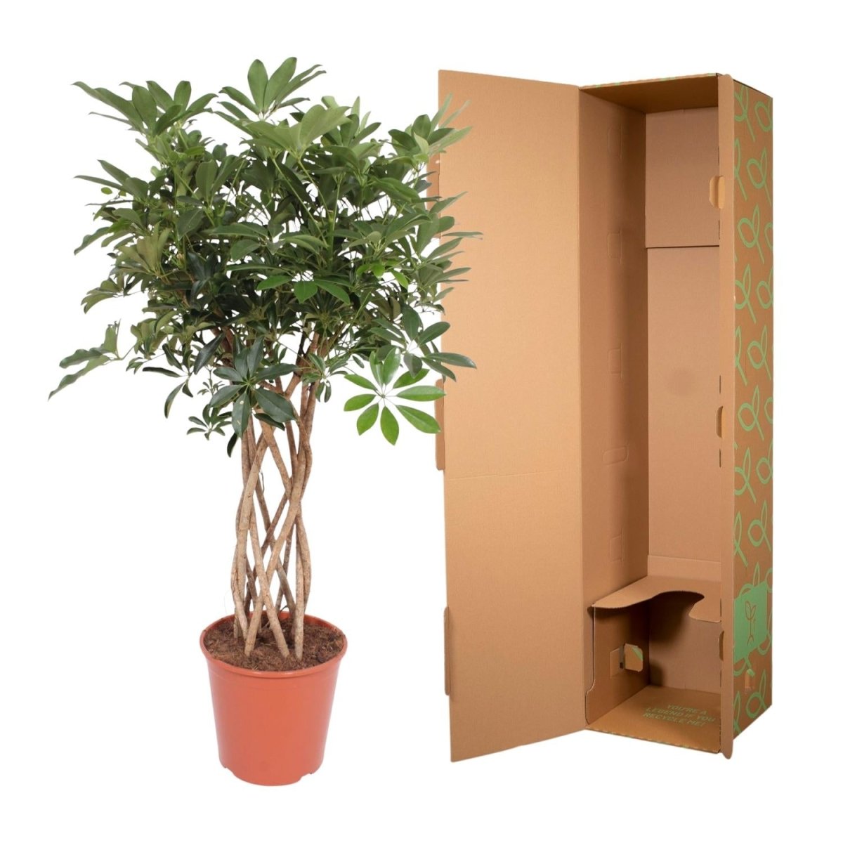 Schefflera arboricola Compacta | Strahlenaralie mit geflochtenem Stamm – Verschiedene Größen - Wurzelwerk Design