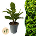 Heckenpflanzen - Prunus laurocerasus Rotundifolia - 8 Pflanzen - 1 laufender Meter - immergrün - Topf 9cm Höhe 30 - 35cm - Wurzelwerk Design