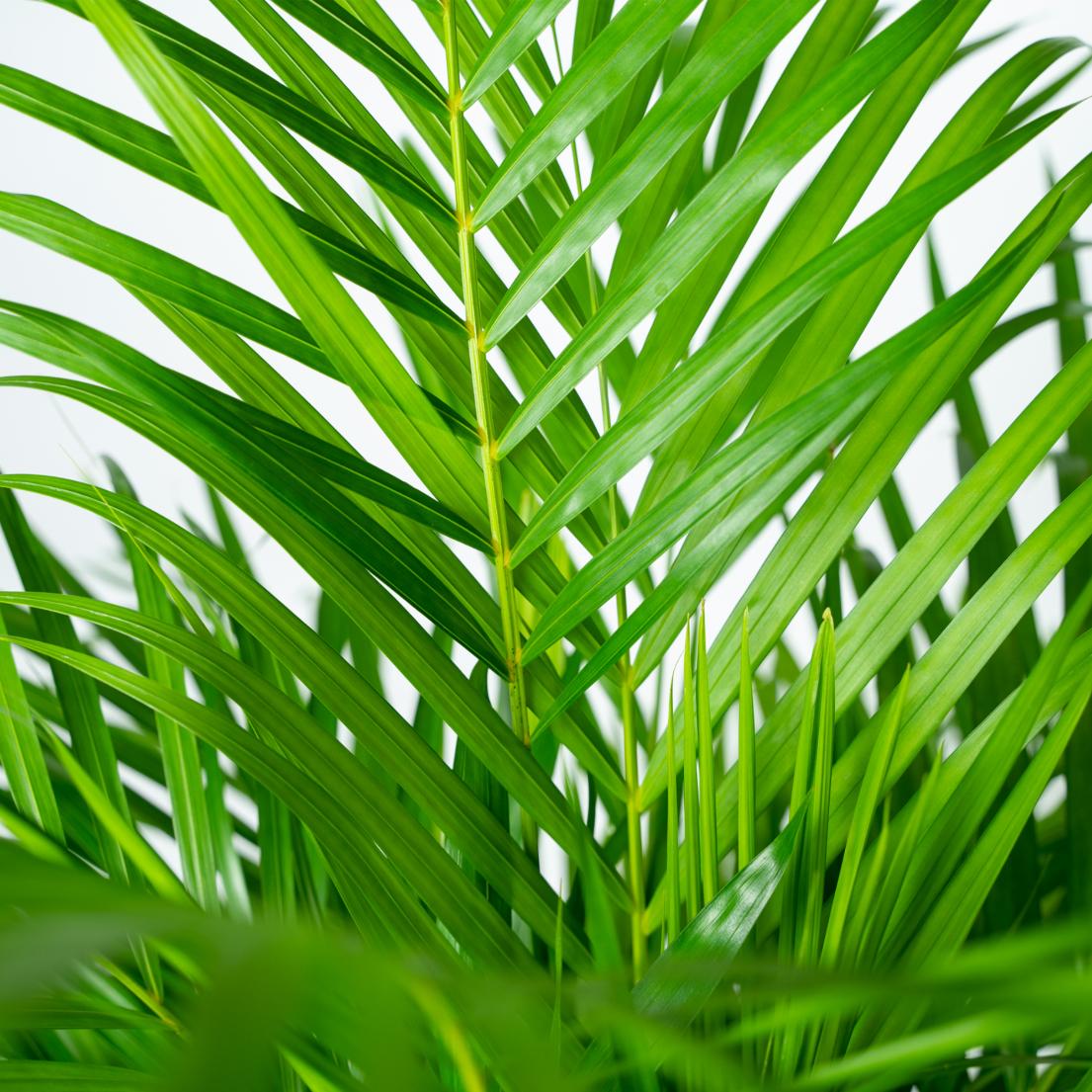 Areca-Palme in Topf, Everspring, ca. 130cm hoch, grüne Blätter, Pflanzenbild, Zimmerpflanze, Innenraumdekoration