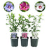 Drei Hibiscus syriacus Tricolour Pflanzen mit rosa, weißen und blauen Blüten, in Töpfen, laubabwerfend, pflegeleicht, Höhe 45cm