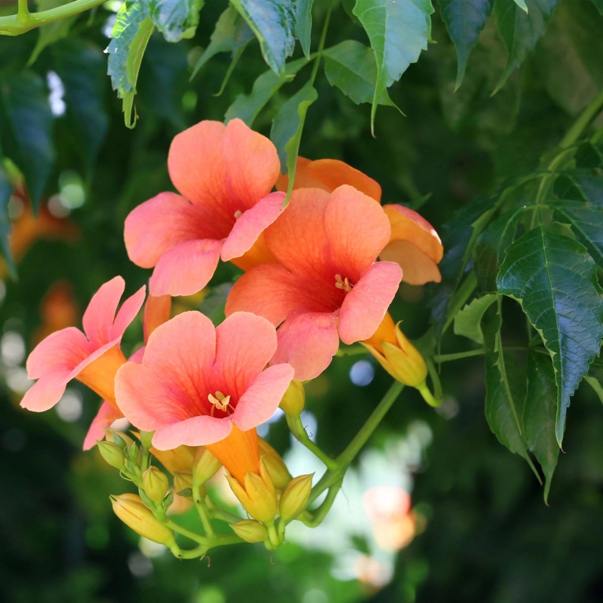 Campsis radicans &
