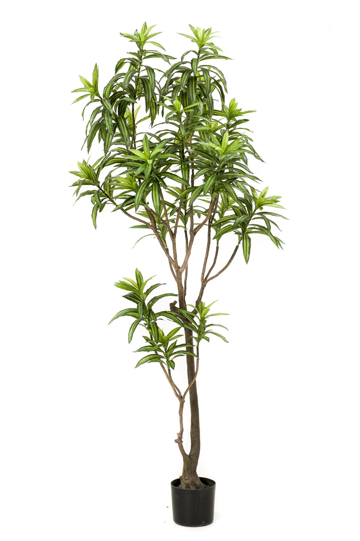 Kunstpflanze Drachenbaum von Everspring, 130 cm, 155 cm oder 190 cm, realistisch aussehende grüne Pflanze.