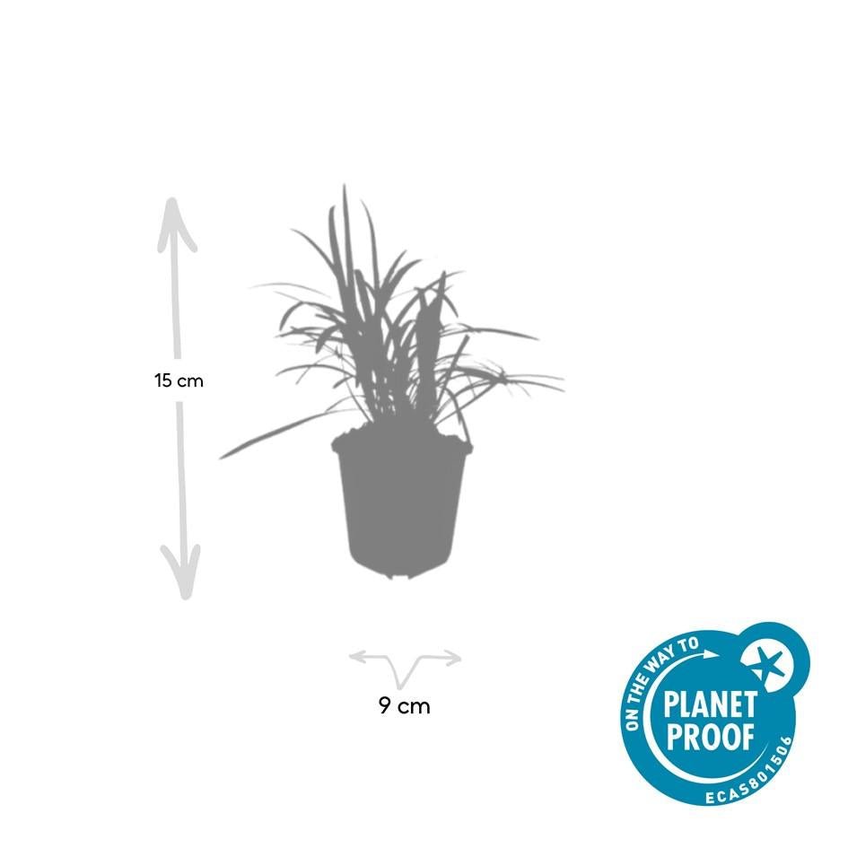 24x Liriope muscari ‘Monroe White’ - Höhe 10 - 25 cm - Ø 9 cm - Wurzelwerk Design