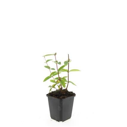 24x Zier - Johanniskraut mit leuchtenden Beeren – Höhe 10–25 cm – Ø 9 cm Topf - Wurzelwerk Design