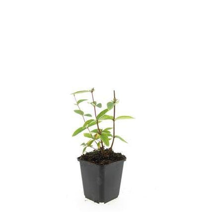 24x Zier - Johanniskraut mit leuchtenden Beeren – Höhe 10–25 cm – Ø 9 cm Topf - Wurzelwerk Design