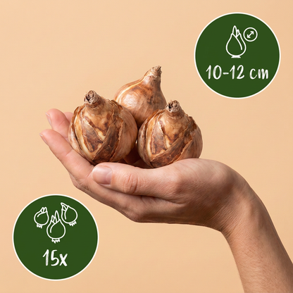 Narzisse February Gold – Narcissus cyclamineus online kaufen | 15 bis 120 Blumenzwiebeln, sehr früh &amp; verwildernd – Wurzelwerk Design