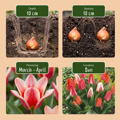 Greigii-Tulpen Mischung – Tulipa greigii online kaufen | 15 bis 320 Blumenzwiebeln, niedrig &amp; gestreiftes Laub – Wurzelwerk Design