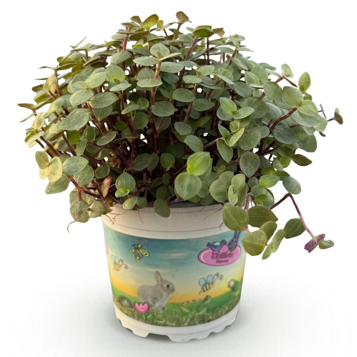 Calissia repens - Schildkrötenpflanze - Haustierfreundliche Pflanze - Grün - 1 Pflanze - Topf 12cm - Höhe 14cm - Wurzelwerk Design
