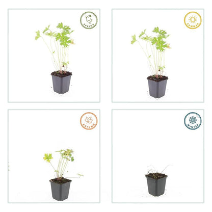 24x Blauer Storchschnabel für Beete &amp; Flächen – Höhe 10–25 cm – Ø 9 cm Topf