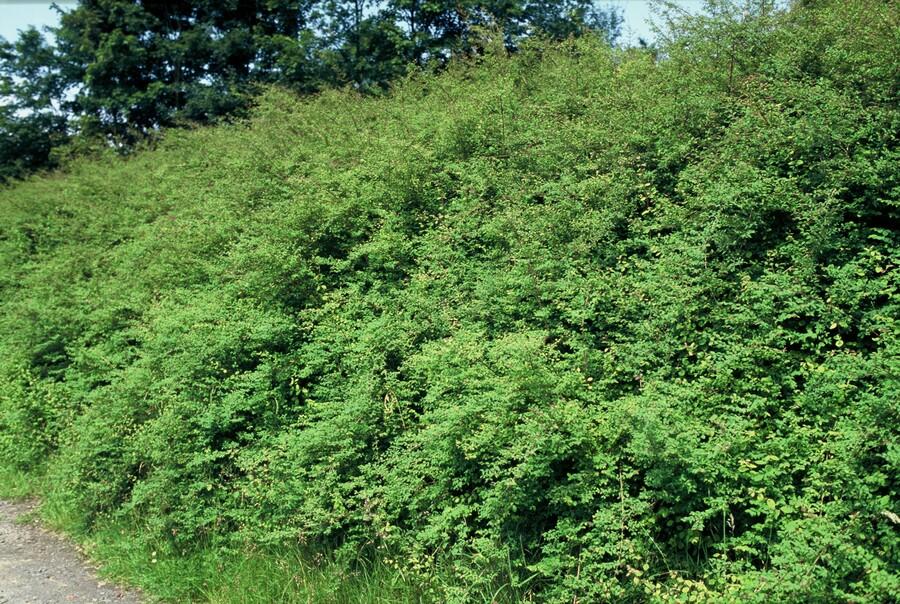 24x Symphoricarpos ch. ‘Hancock’ - Höhe 10 - 25 cm - Ø 9 cm - Wurzelwerk Design