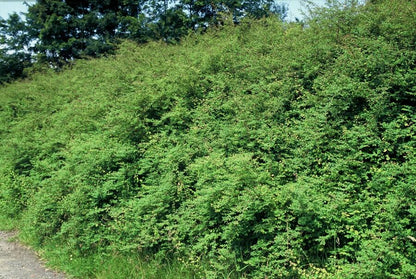 24x Symphoricarpos ch. &