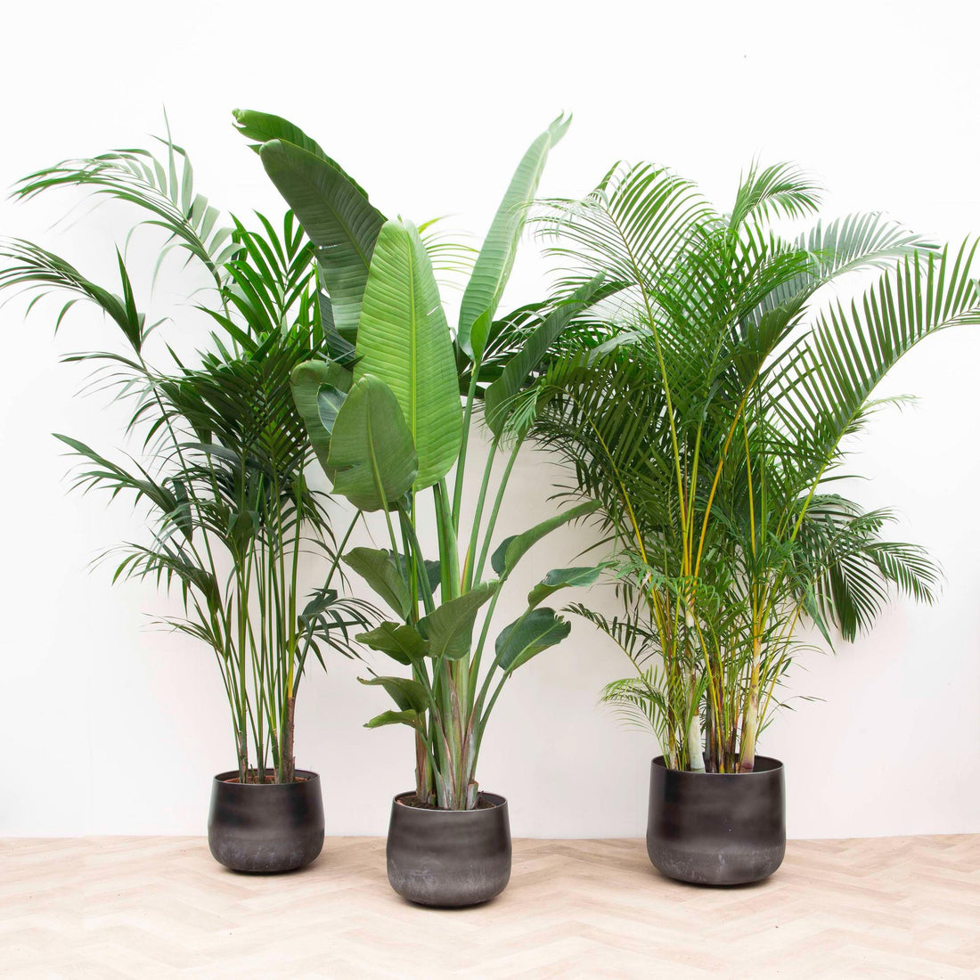 Vorteilspaket XXL mit großen Zimmerpflanzen Kentia, Strelitzia und Areca im Set