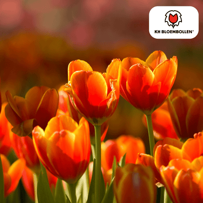 Dafeng Tulpenzwiebeln in Orange-Rot, Everspring, 20er-Pack, frische Zwiebeln für bunte Frühlingsblumen, Nahaufnahme