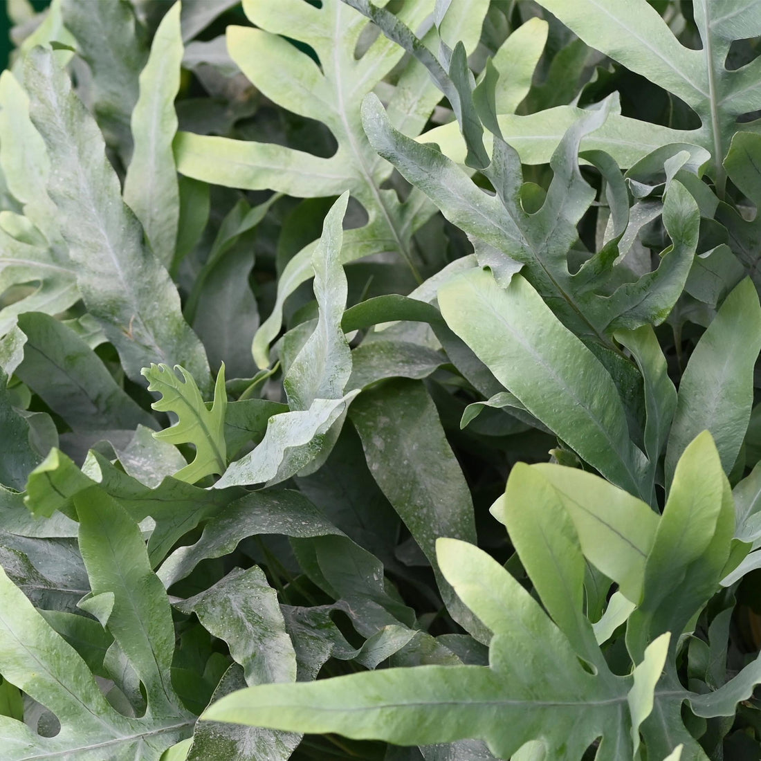 Everspring Phlebodium aureum ‘Blue Star’, blauer Farn mit grünen Blättern, ideal als haustierfreundliche Zimmerpflanze.