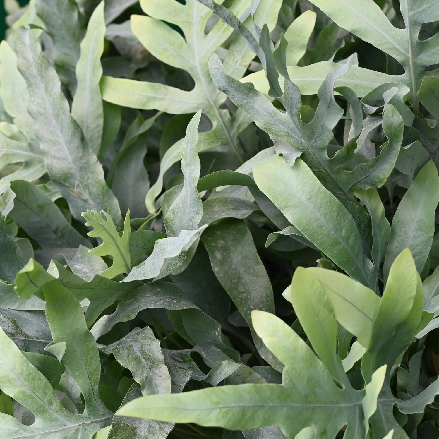 Everspring Phlebodium aureum ‘Blue Star’, blauer Farn mit grünen Blättern, ideal als haustierfreundliche Zimmerpflanze.