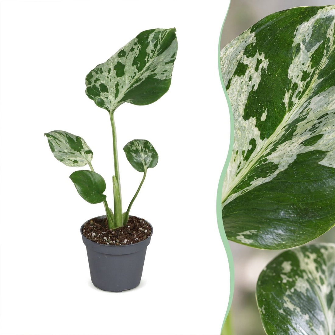 Monstera &