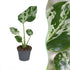 Monstera &