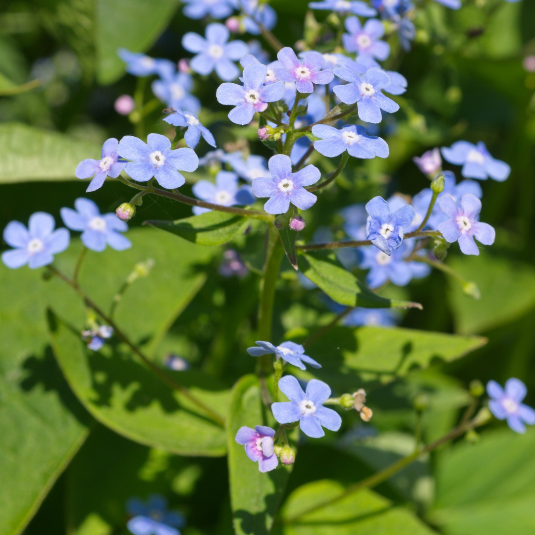 6x Brunnera macrophylla - ↕10-25cm - Ø9cm