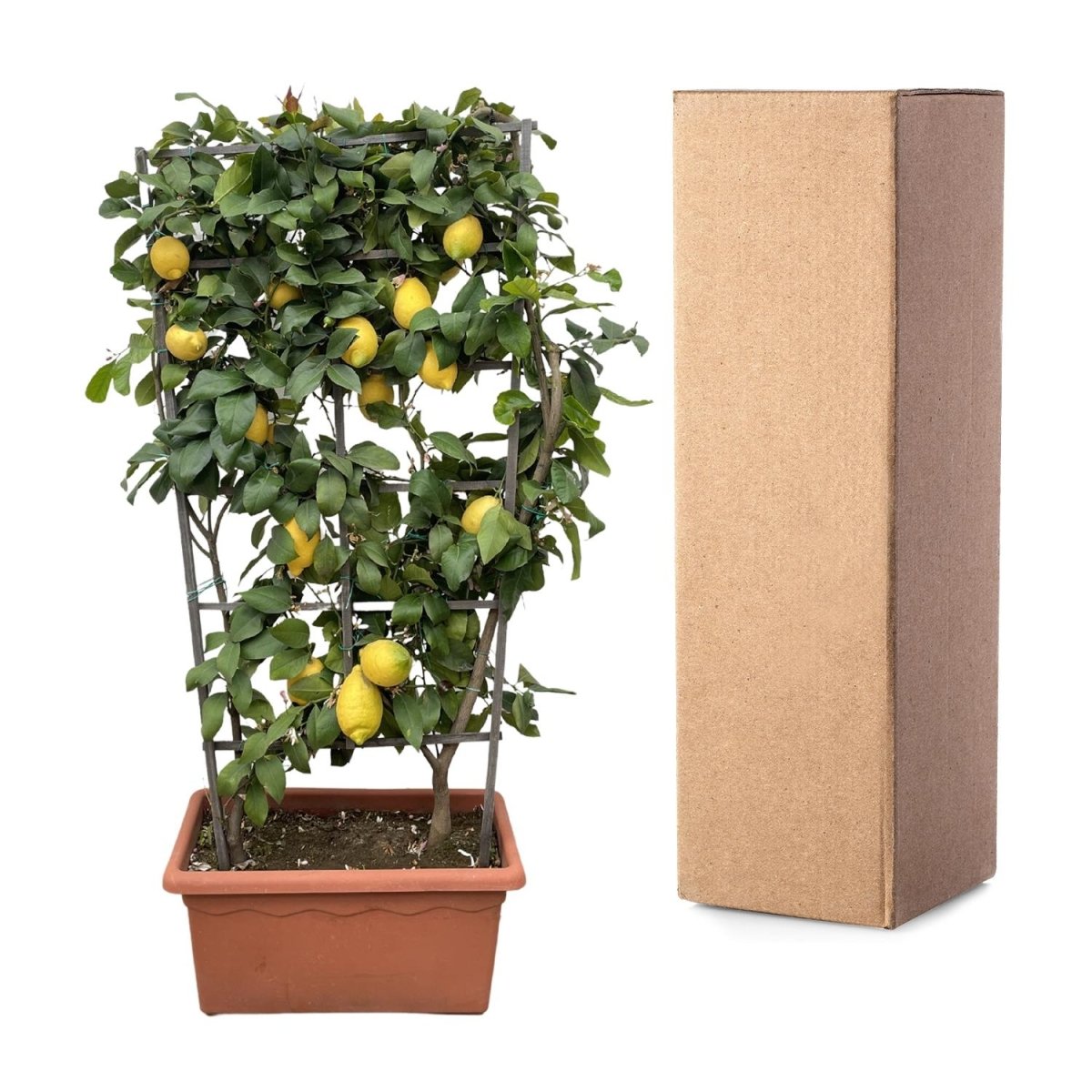 Citrus Lemon Spalier 160 cm | Zitronenbaum im Ø60 cm Topf – Mediterrane Kübelpflanze - Wurzelwerk Design