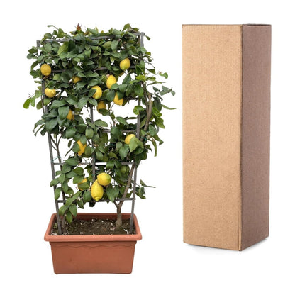 Citrus Lemon Spalier 160 cm | Zitronenbaum im Ø60 cm Topf – Mediterrane Kübelpflanze - Wurzelwerk Design