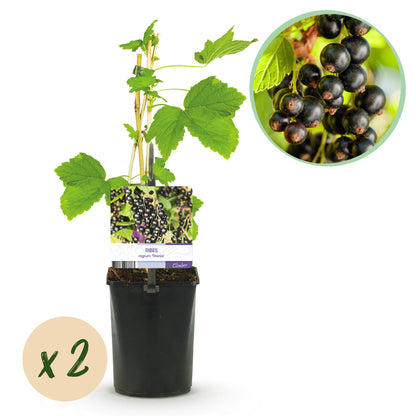 Obstpflanze - Schwarze Johannisbeere - Ribes nigrum Titania - 2 Pflanzen - Topf 11cm Höhe 40cm