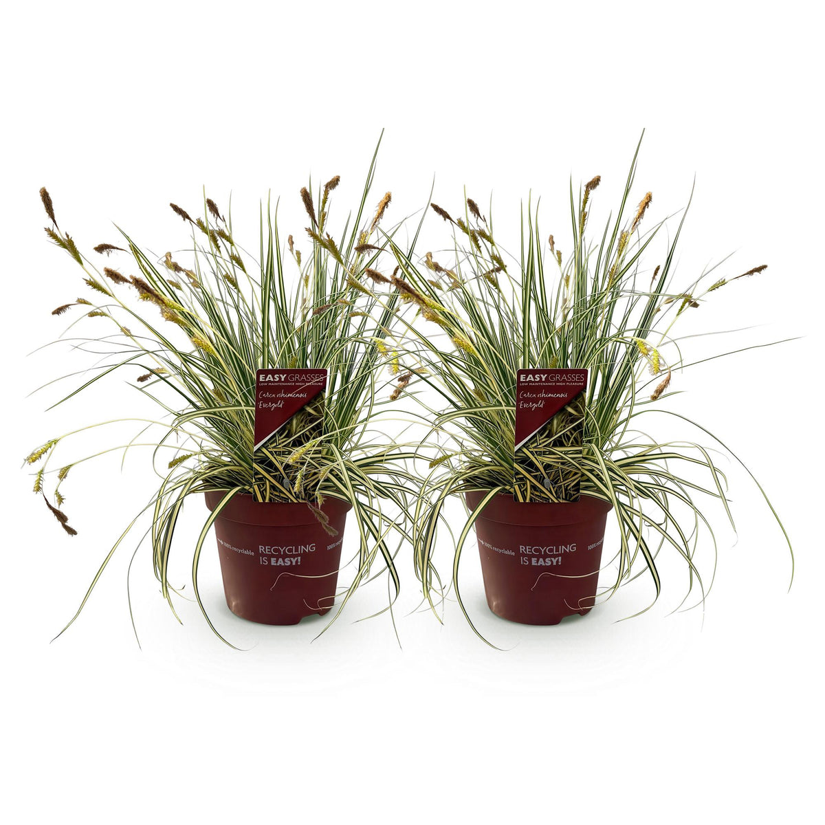 Ziergräser Carex oshimensis Evergold von Everspring, zwei grüne und gelbe Pflanzen in Töpfen, immergrün, pflegeleicht, 17cm Topf