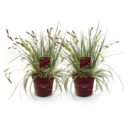 Ziergräser Carex oshimensis Evergold von Everspring, zwei grüne und gelbe Pflanzen in Töpfen, immergrün, pflegeleicht, 17cm Topf