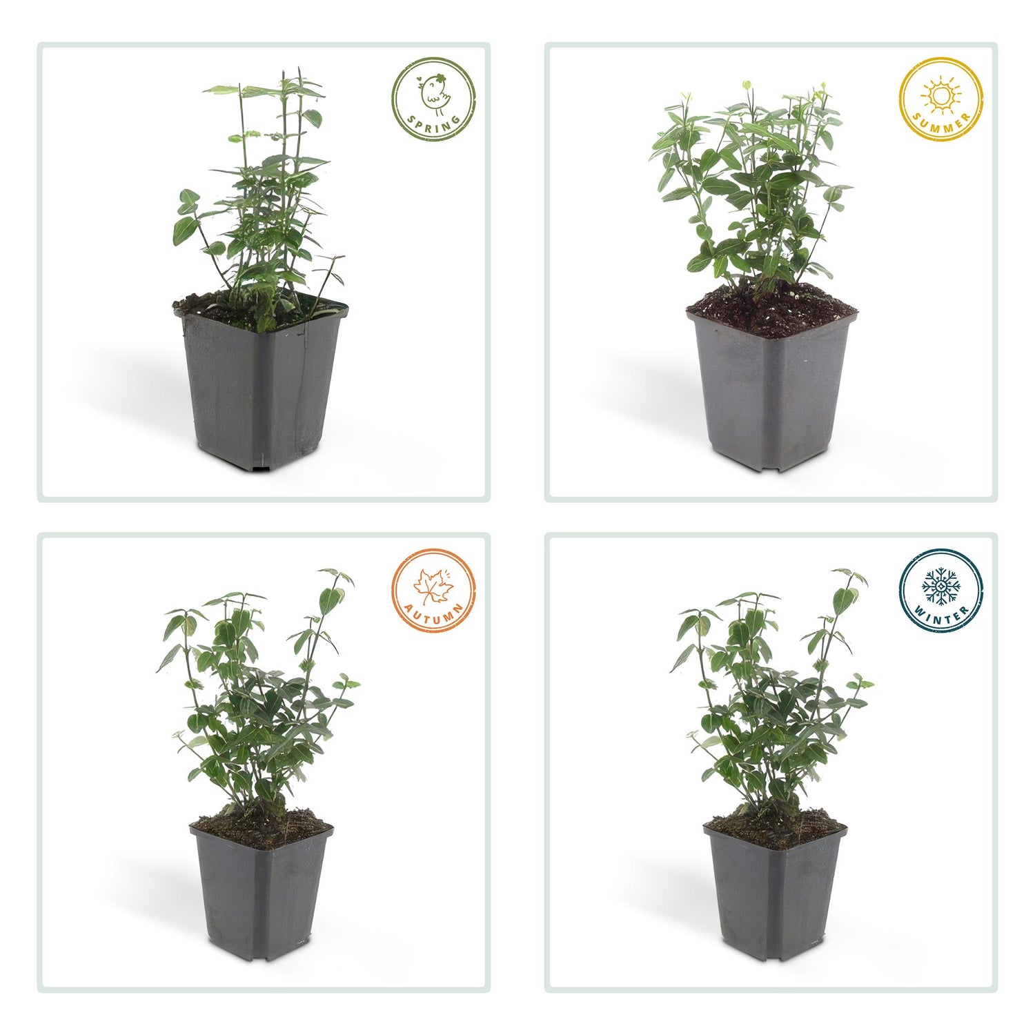 24x Euonymus fortunei radicans - ↕10-25cm - Ø9cm