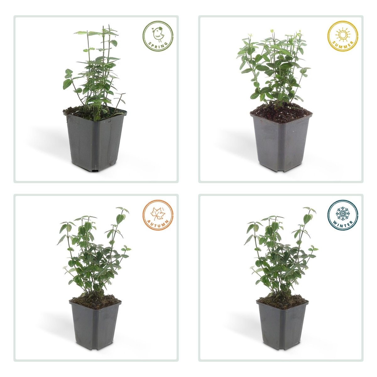 24x Euonymus fortunei radicans - Höhe 10 - 25 cm - Ø 9 cm - Wurzelwerk Design