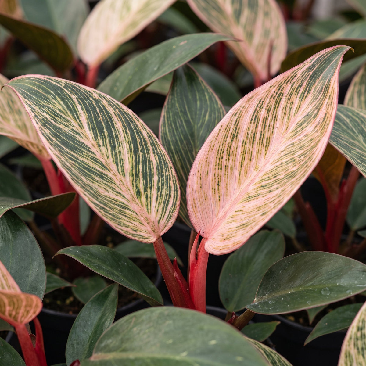 Philodendron &