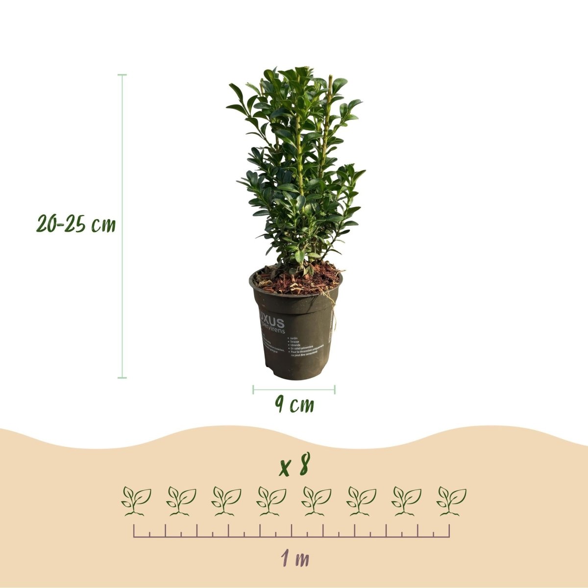 Buxus sempervirens – Heckenpflanze – 8 Pflanzen für 1 lfd. Meter – Immergrün – Ø9 cm Topf – Höhe 20–25 cm - Wurzelwerk Design