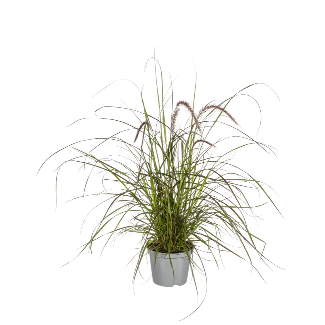 Pennisetum x advena &