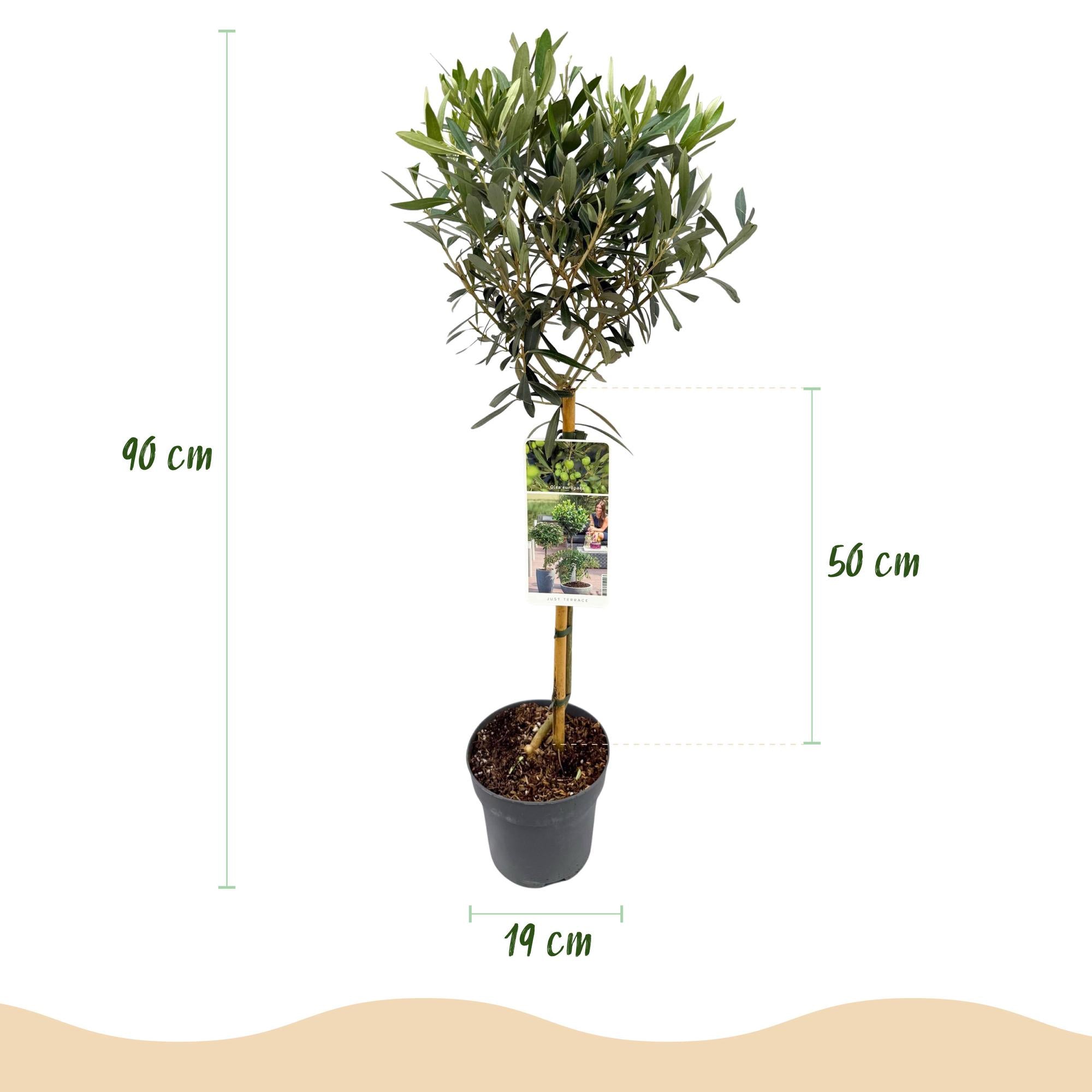 Olivenbaum Olea europaea in Topf, ca. 90 cm hoch, Terrassenpflanze, Everspring, grüne Blätter, Wurzeln sichtbar