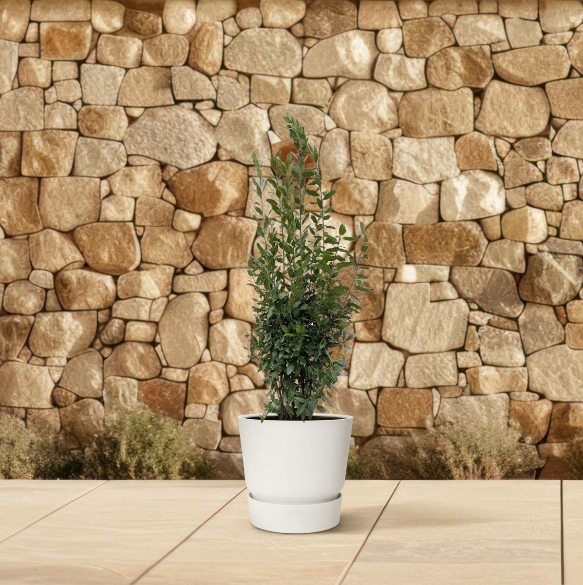 Laurus Nobilis Lorbeer - 210 cm - Ø 50 cm - Wurzelwerk Design