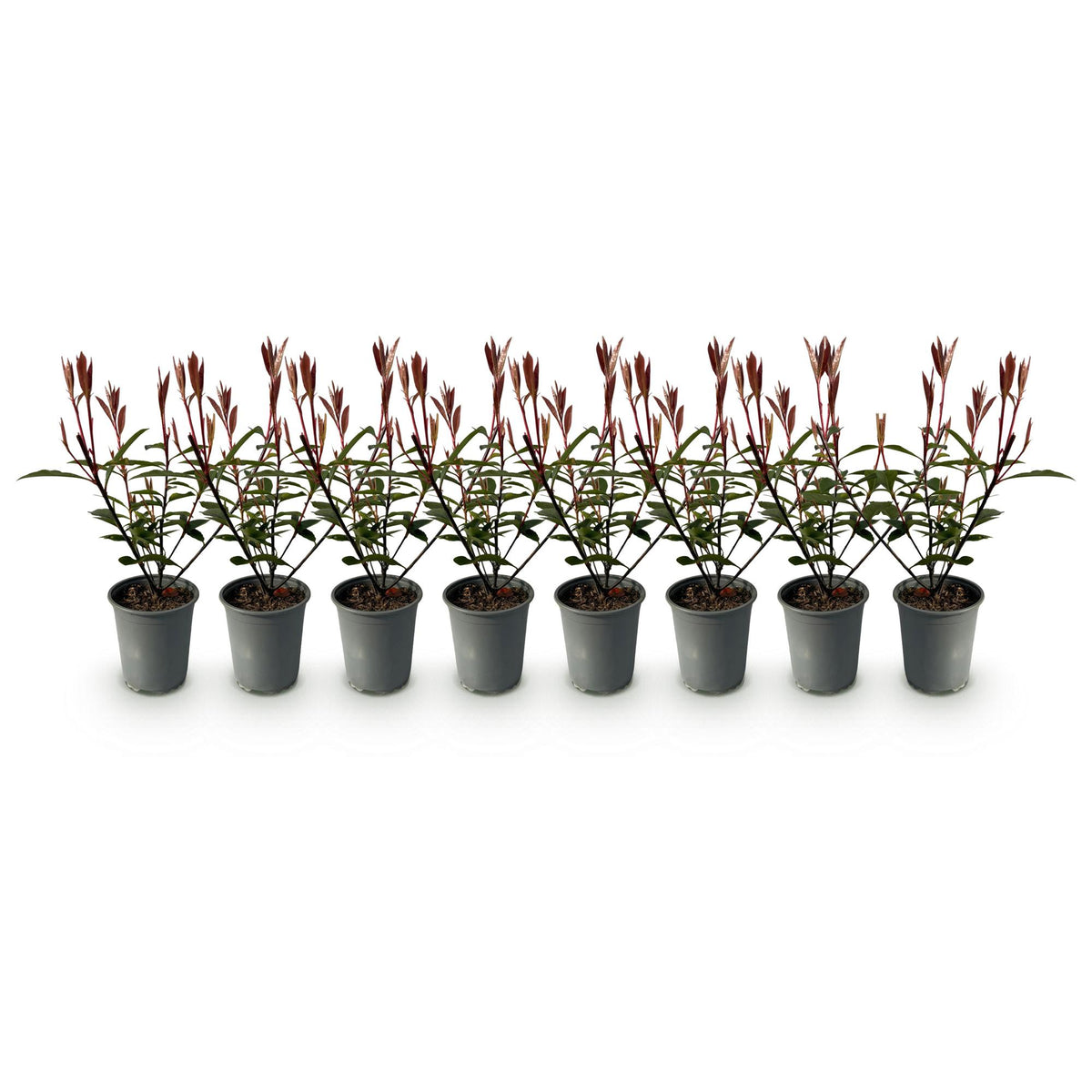 Grüne Photinia fraseri Carre Rouge Heckenpflanzen von Everspring, rot-grüne Blätter, 8 Pflanzen im Topf, immergrün, 30–35cm hoch