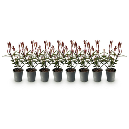 Grüne Photinia fraseri Carre Rouge Heckenpflanzen von Everspring, rot-grüne Blätter, 8 Pflanzen im Topf, immergrün, 30–35cm hoch