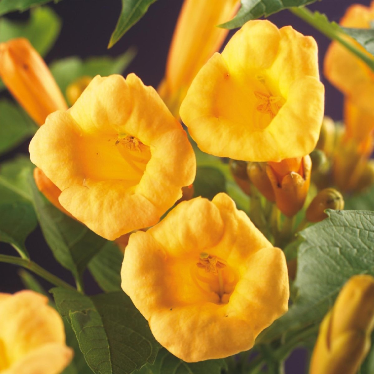 Campsis radicans &