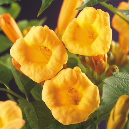 Campsis radicans &