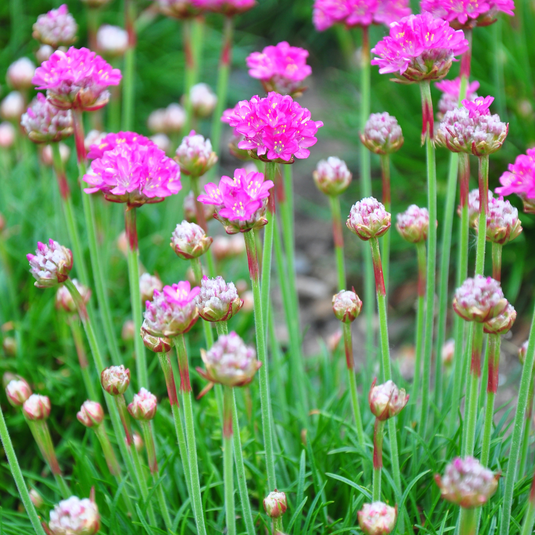 Sechs Armeria &