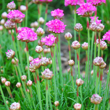 Sechs Armeria &