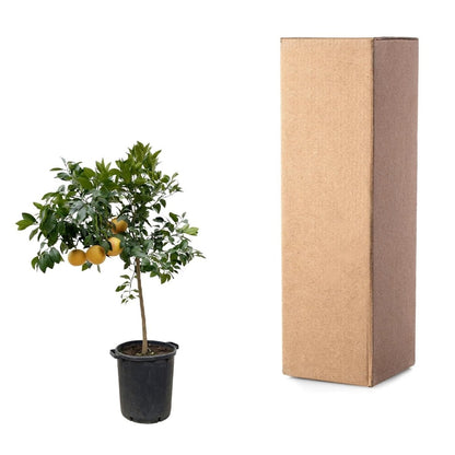 Citrus Pompelmo – Grapefruitbaum – ca. 150 cm – Ø40 cm Topf – Mediterrane Kübelpflanze - Wurzelwerk Design