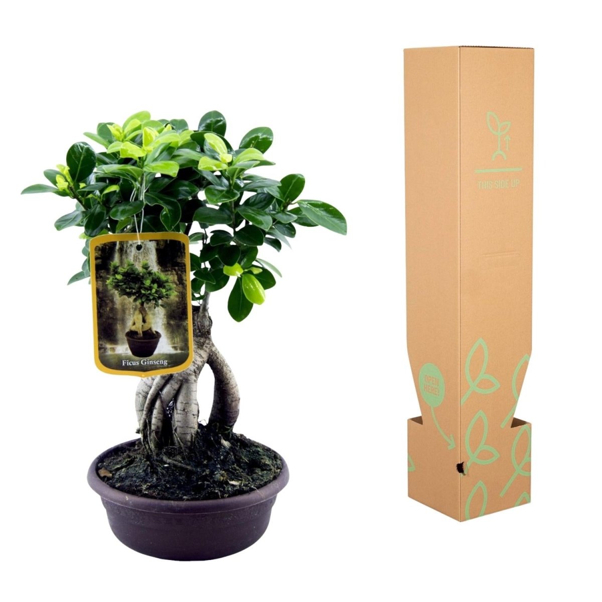 Ficus Microcarpa Ginseng – Eleganter Bonsai für Innenräume - Wurzelwerk Design