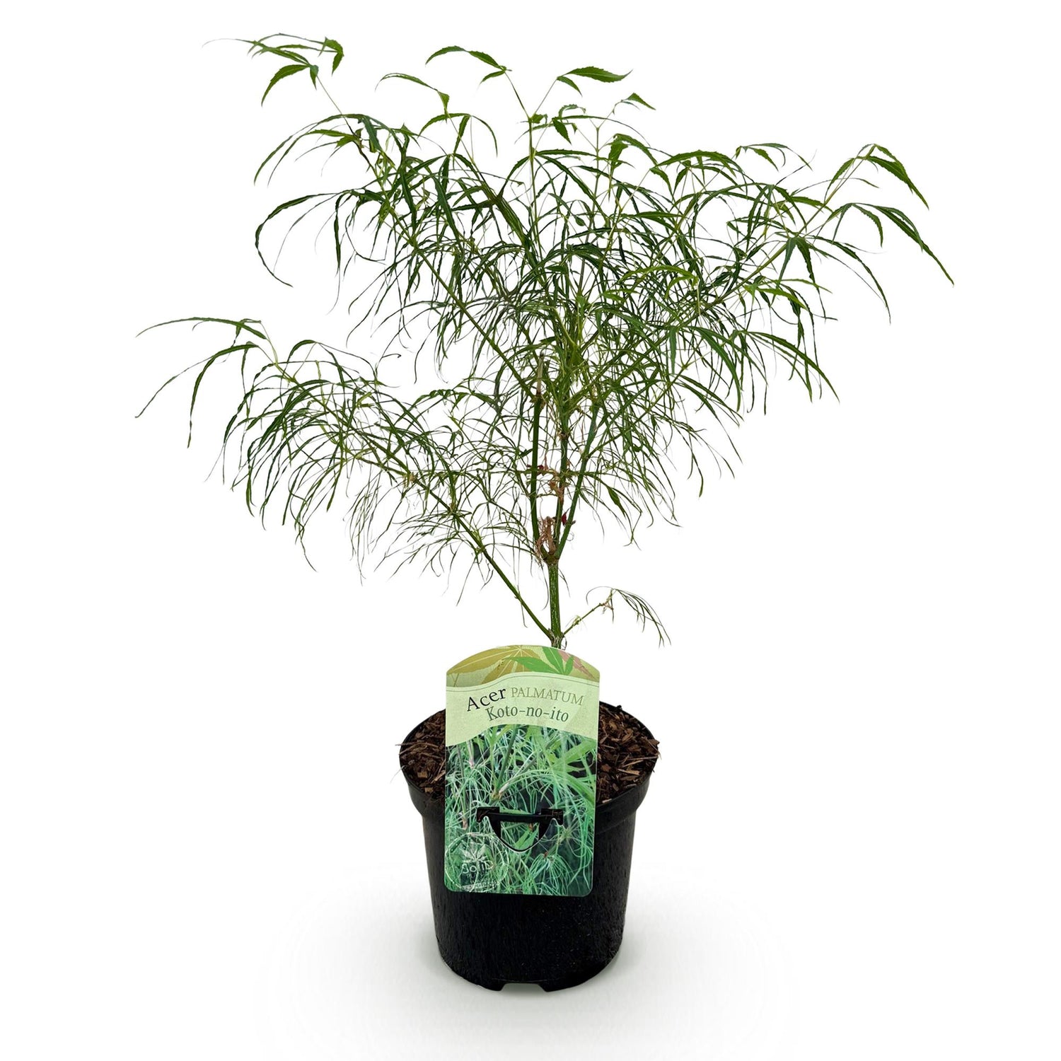 Grüne japanischer Ahorn Acer palmatum Koto-no-ito in Topf, laubabwerfende Balkonpflanze, Everspring, ca. 70cm hoch